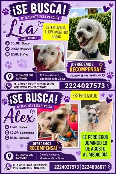 Perro perdido, 1a. B Oriente de la 16 de Septiembre, Puebla de Zaragoza, Puebla - photo