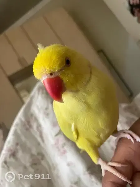 Lost bird, Bristow Crescent, 10, Durban - male, yellow with a red ring around his neck - photo