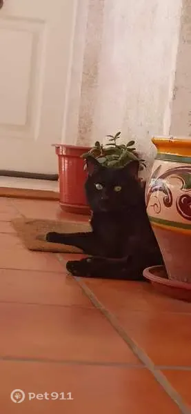 Perdido gato masculino, Calle Pintor Soriano Quiros, 1, Granada - castrado, 7 años - photo