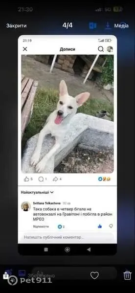 Зникла собака, вулиця Івана Козачука, 7, Чернівці — бачили на Гравітоні та в районі Зеленої - photo