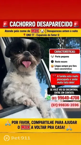 Perdido cachorro macho, Expansão do St. O QNO 16 - Ceilândia, Brasília - DF, 72260-600, Brasil — dócil e bem manso - photo