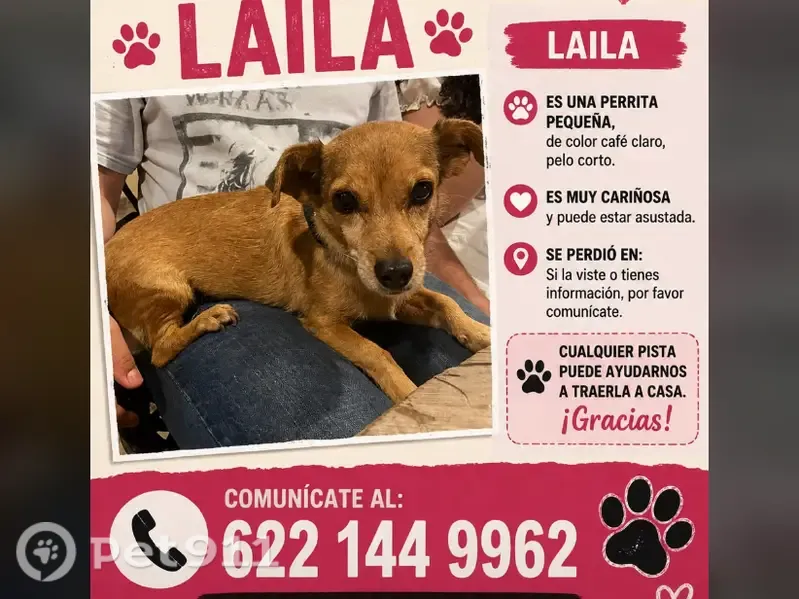 Perdido perro hembra, Boulevard Paseo de las Palmas, Hermosillo — collar rosa, 14 años, poca ceguera en un ojo - photo