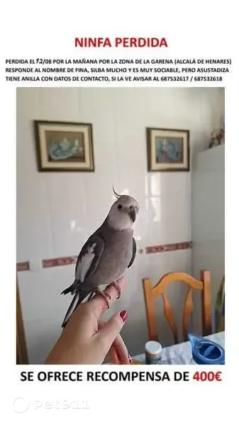 Perdida ave en La Garena, Alcalá de Henares, Pozuelo de Alarcon — con anilla - photo