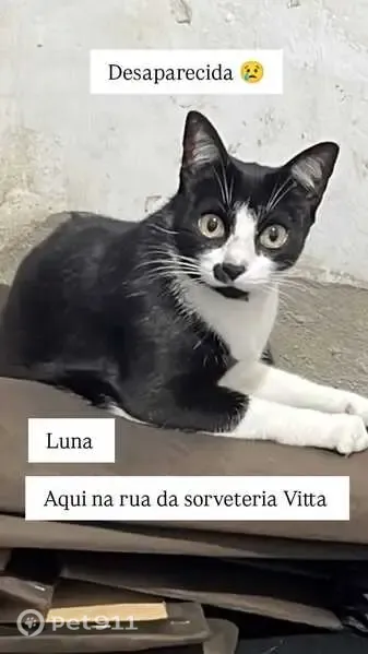 Perdido gato, Rua Terezinha Motta Lisboa da Fonseca, 2034 - fêmea, castrada, preto com branco - photo