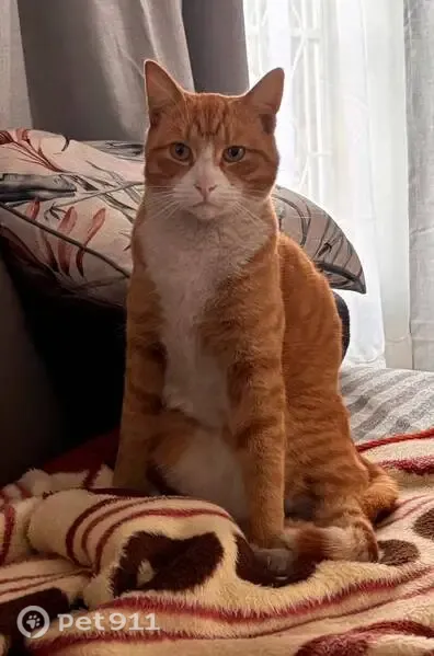 Lost cat, Randburg, Gauteng, Johannesburg — friendly orange short-haired male, microchipped - photo