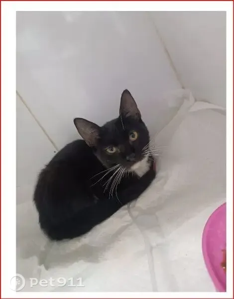 Perdido gato, Rua Barão do Triunfo, 585, Santa Maria — fêmea precisa de cuidados especiais - photo