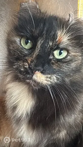 Lost cat, Grevillea Street, 17413, Fontana - female tortoiseshell calico with cut ears and big eyes - photo