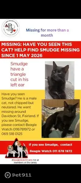 Lost cat, Randburg, Gauteng, Roodepoort - black with grey, neutered - photo