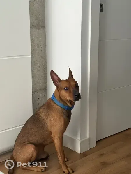Encontrado perro macho, Avenida del Duque de San Pedro Galatino, 3, Granada, con correa puesta - photo