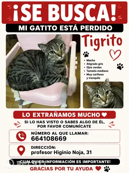 Perdido gato macho, Carrer de Higinio Noja, Valencia - delgado y con chip - photo