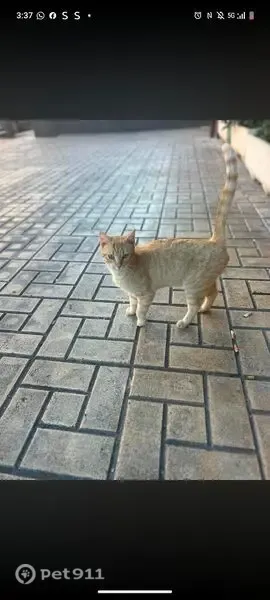 Perdido gato macho, Calle Diego María Crehuet, 23, Cáceres — con microchip - photo
