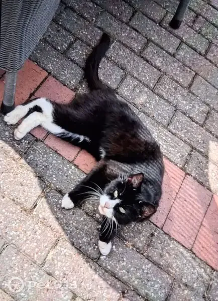 Found cat, Hillside Road, 43, Four Oaks, Streetly — extremely friendly - photo
