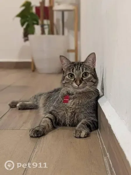Perdido gato hembra, Legorreta, Monterrey, Jardines de la Silla (Jardines) - atigrada gris y marrón - photo