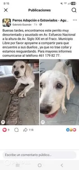 Encontrado perro, Aguascalientes, Aguascalientes - cachorro delgado con pelo corto - photo