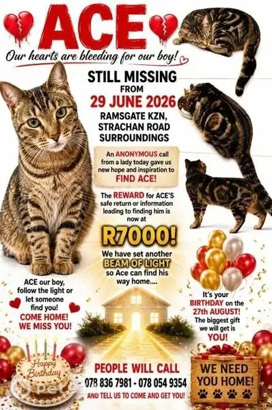 Lost cat, Strachan Street, Margate — male, distinctive broken tail - photo
