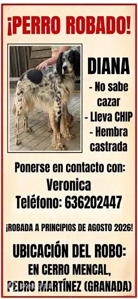 Perdido perro hembra, Pedro Martínez, Andalucía, Baza - setter inglés tricolor con chip - photo