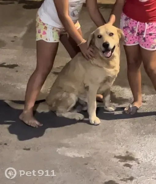 Encontrado cachorro, QNP 9 Conjunto M, Ceilândia — dócil e choramingando - photo