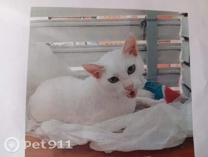 Perdido gato hembra en Carrer de Calderón, Sabadell, Barcelona — blanca y delgada - photo
