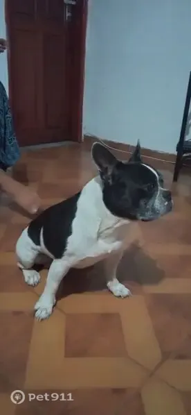Perdido cachorro macho, Rua A 4, 22 — Bulldog francês preto e branco - photo