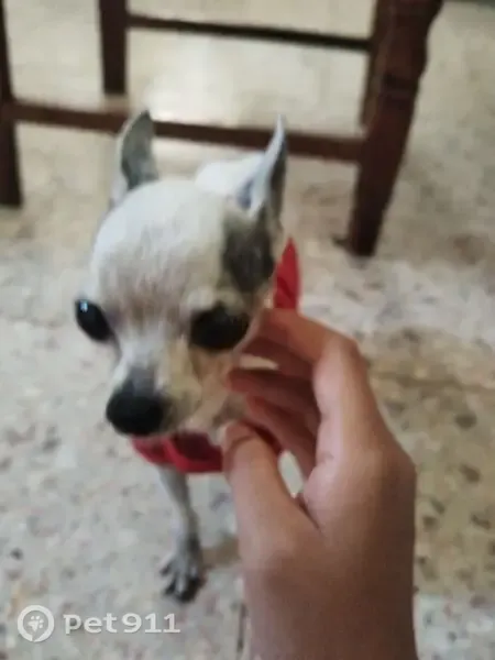 Encontrado perro macho, Calle 13, 275, Merida - chihuahua negro con blanco, ojos grandes - photo