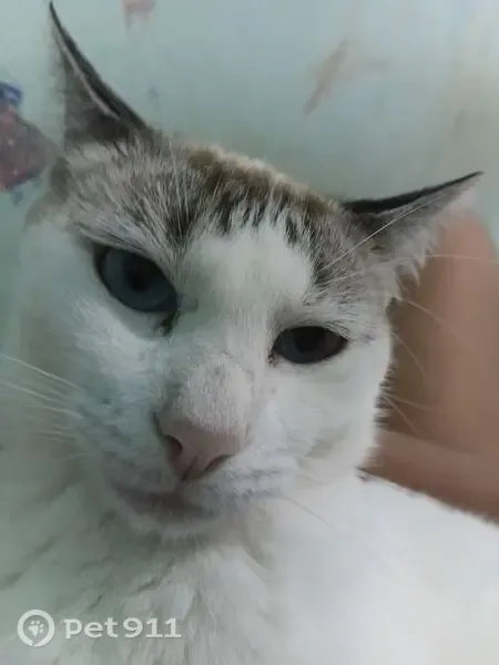 Perdido gato fêmea, Travessa Paulo Afonso Baqueiro, Bahia - branco e marrom - photo