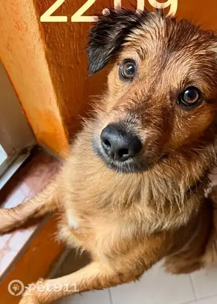 Perdido perro macho, Plaça 11 de Setembre, Blanes — pequeño tamaño - photo