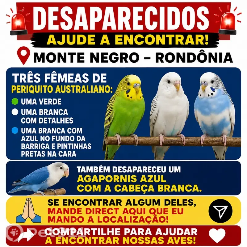 Perdido pássaro macho, Rua dos Buritís, 2859 — em frente à sorveteria Eskimo, casa cinza - photo