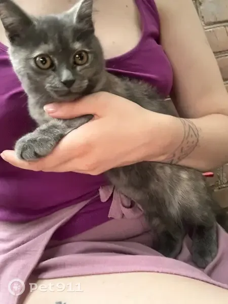 Знайдена кішка, вулиця Олександра Лотоцького, 29, Вінниця — кошеня сіре зі смужками - photo