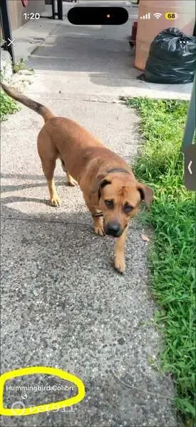 Perdido perro macho, Calle Fray Nicolás Ornelas, 292, San Pedro Tlaquepaque, Tlaquepaque - muy juguetón con otros perros - photo