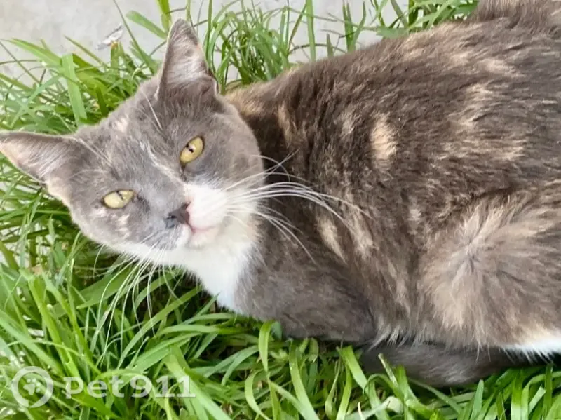 Perdido gato hembra, Avenida Murcia, 1206, Mexicali - tricolor y de tamaño medio - photo