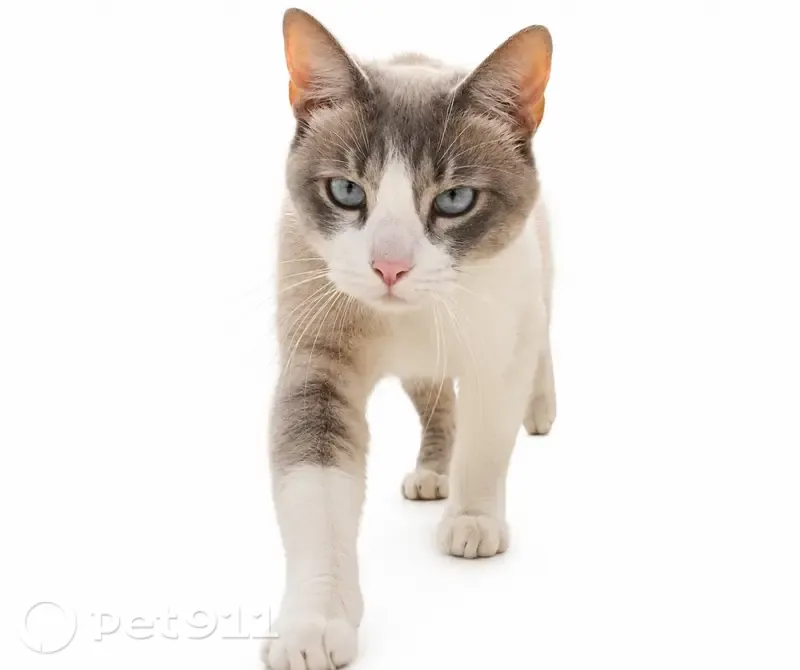 Perdido gato hembra, Santa Fe, 66, Zapopan - blanca con gris, con collar naranja y rojo - photo