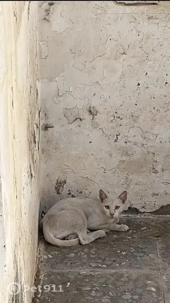 Encontrado gato, Lleida, Cataluña, Madrid - color blanco, ojos azules - photo
