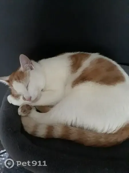 Lost cat, Sandiford Close, Austhorpe, Cross Gates — friendly, with a pink nose and a ginger heart mark by his nose - photo