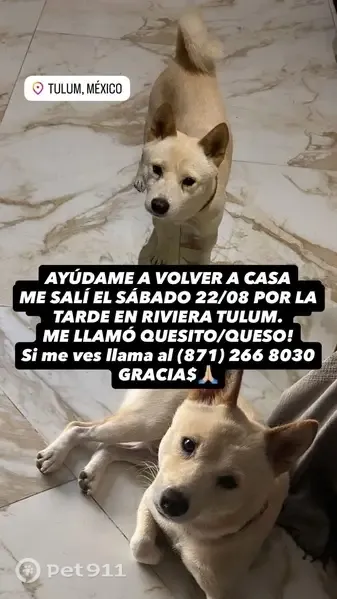 Perdido perro masculino, Calle Nance, 4, Tulum, Playa del Carmen, blanco y tímido - photo