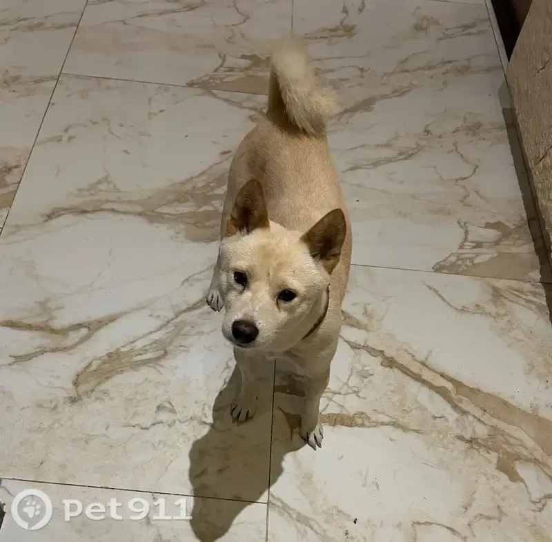 Perdido perro macho, Tulipan, 348, Tulum, Playa del Carmen - Shiba blanco de tamaño medio pequeño - photo