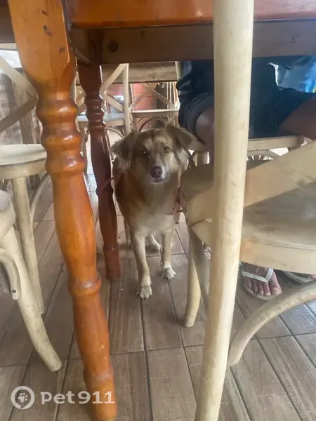 Encontrado cachorro fêmea, em frente ao Restaurante Tempero Paulista, Paraty/RJ — com coleira - photo