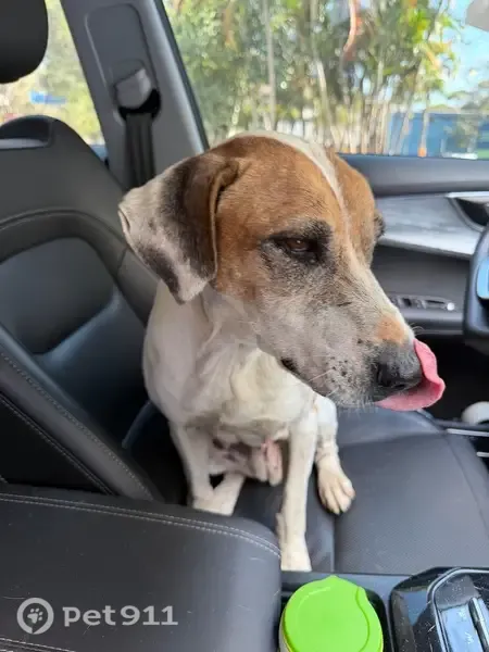 Encontrado cachorro fêmea, Avenida Brigadeiro Faria Lima, 2600 — unhas cortadas e muito dócil - photo
