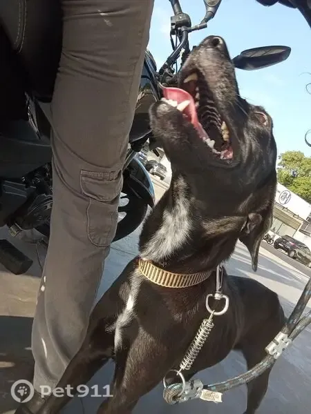 Perdido cachorro, Rua Bento Neves, 73 - fêmea, preta, meiga e brincalhona - photo
