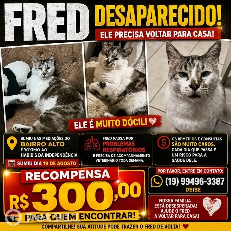 Perdido gato macho, Rua Aquilino Pacheco, Piracicaba - muito dócil e manso - photo