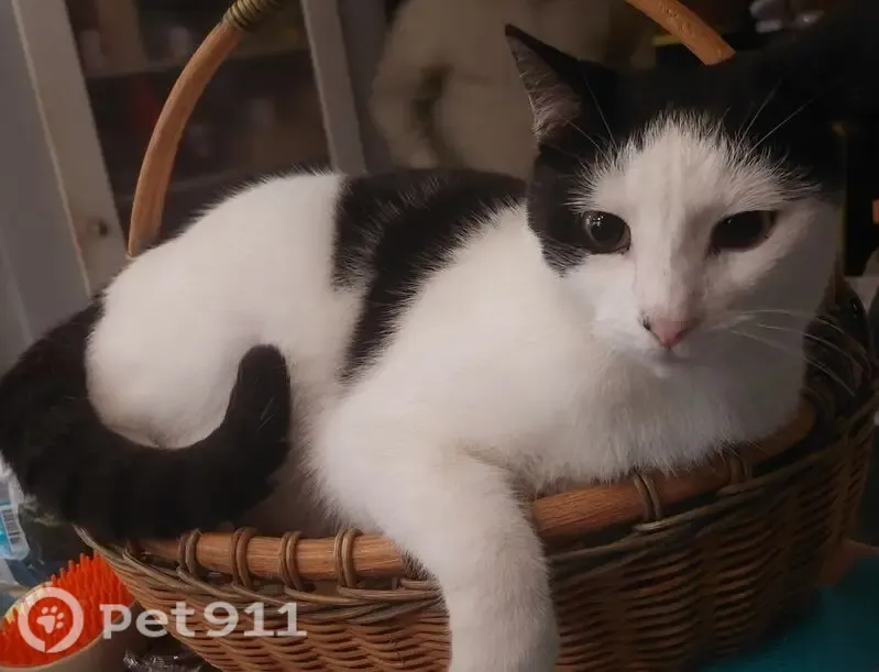 Lost cat, Southeast Shepard Lane, 1657, Port St. Lucie - male - photo