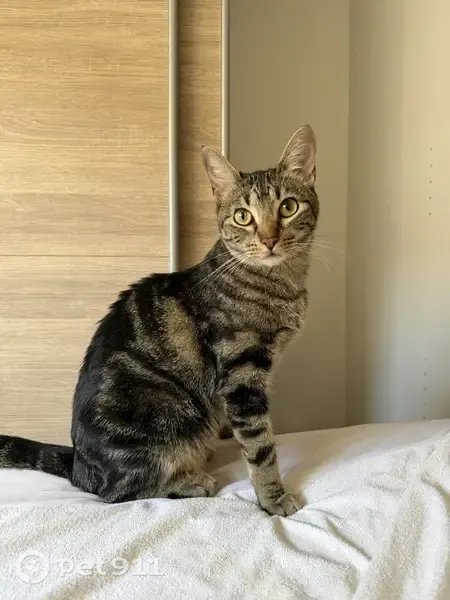 Perdido gato hembra, Calle Piedras Preciosas, 136, Getafe, Madrid - gata trigresa gris - photo