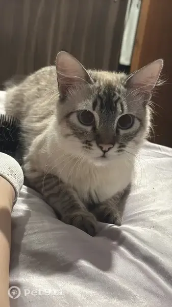 Perdido gato macho, Rua Major Basílio O. Gonçalves, 103 - manso, 8 meses - photo