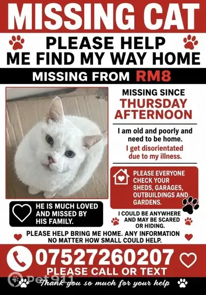 Lost cat, Winmill Road, Dagenham - pure white, blue eyes - photo