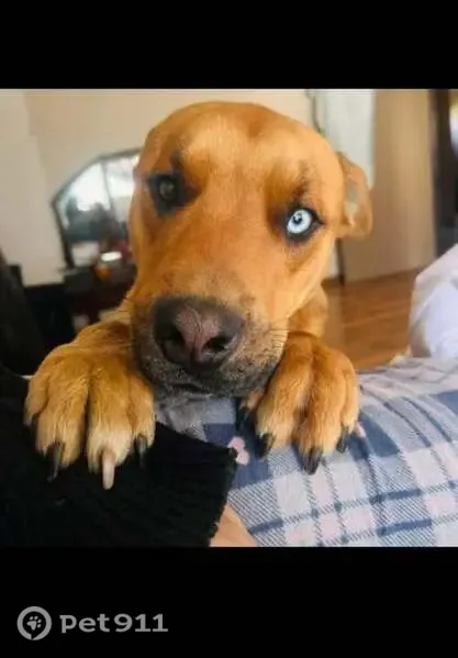 Lost dog, Debussy Street, Vanderbijlpark, Vereeniging — one blue and one brown eye - photo