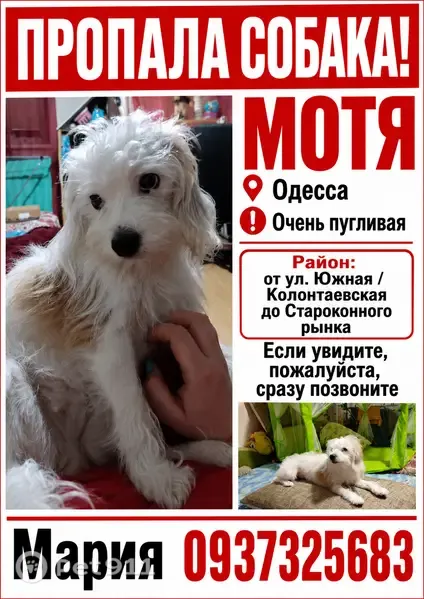 Зникла собака, Старокінний провулок, 10, Одеса — молода, біла, пухнаста, з рудими плямами - photo