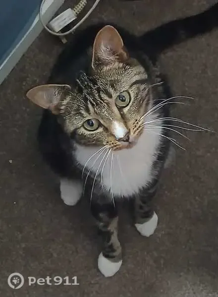 Lost cat, Perseverance Terrace, Halifax — male, tabby and white - photo
