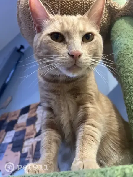 Lost cat, Ivyside Square, Westerville, Akron — friendly orange male cat - photo