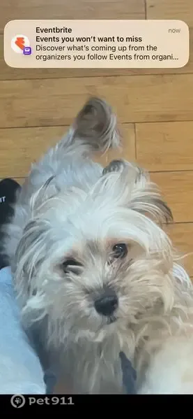 Lost dog, South Anthony Avenue, 8214, Chicago — female, with two silver tags - photo