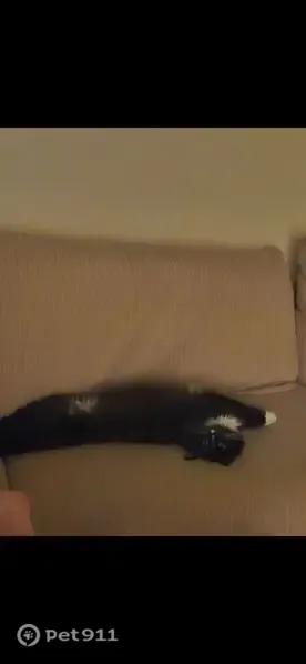 Lost cat, West 5460 South, 4480, Salt Lake City - female tuxedo longhair with white paws - photo