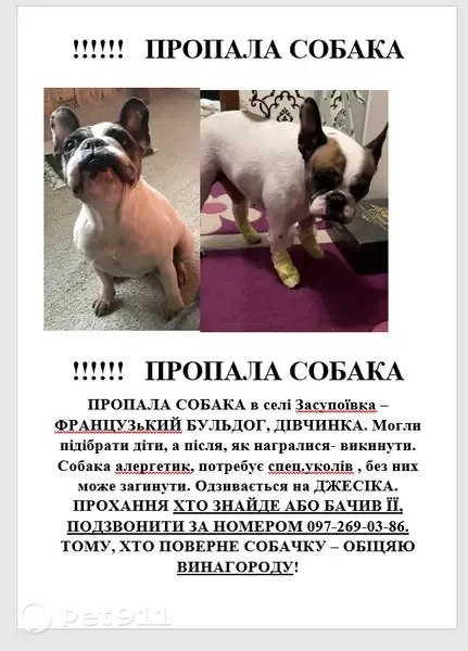 Зникла собака, Засупоївка, Київська область — біла, з рудою плямою на спинці, відзивається на Джесіку - photo